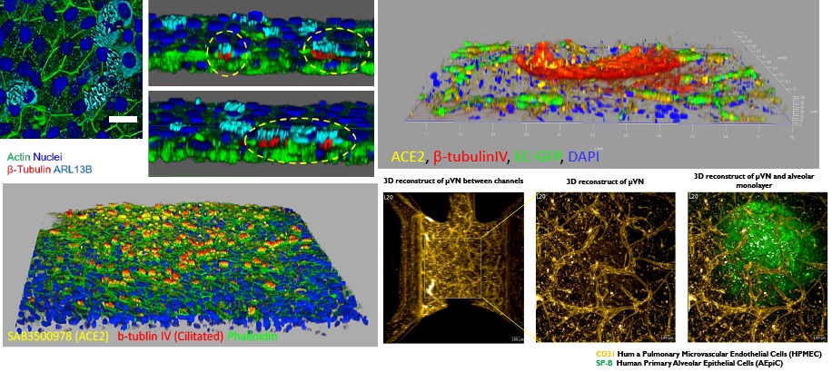 Development of 3D Cellular Lung Models for Antiviral Testing