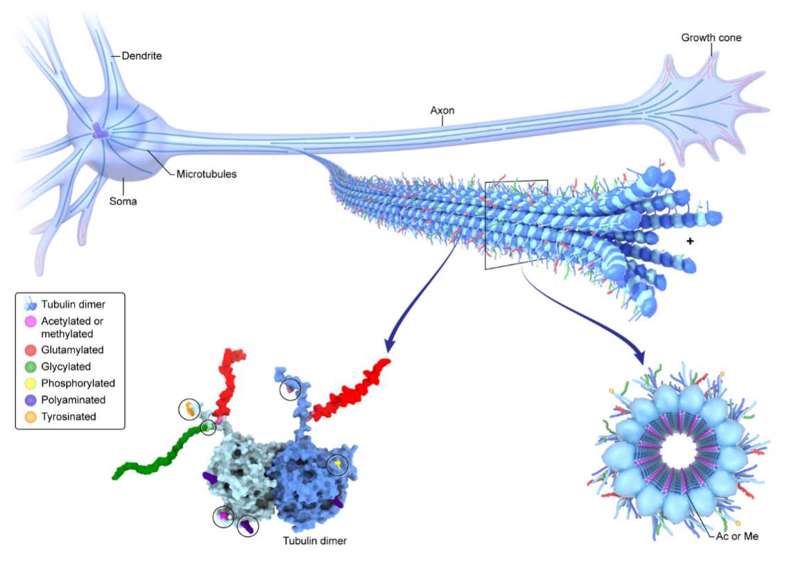 The tubulin code functionalizes the microtubule traffic highways in human neurons.