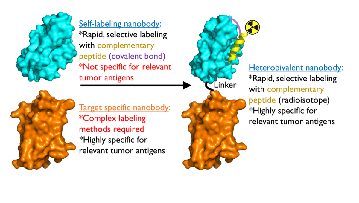 Proposed strategy for using bivalent antibody fragments for visualizing tumors.