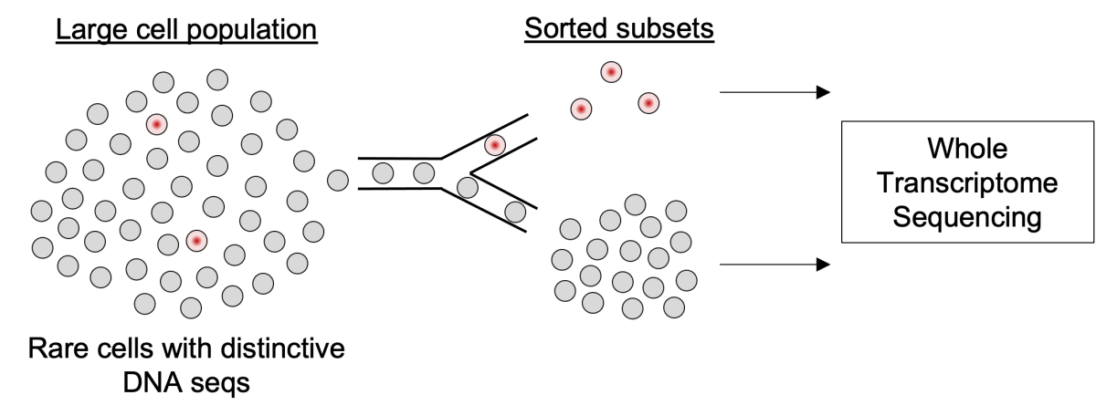 The FIND-Seq process uses droplet microfluidics to capture transcriptomes from millions of single cells, followed by the detection and sorting of droplets based on the presence of specific DNA sequences present in rare cells of interest.