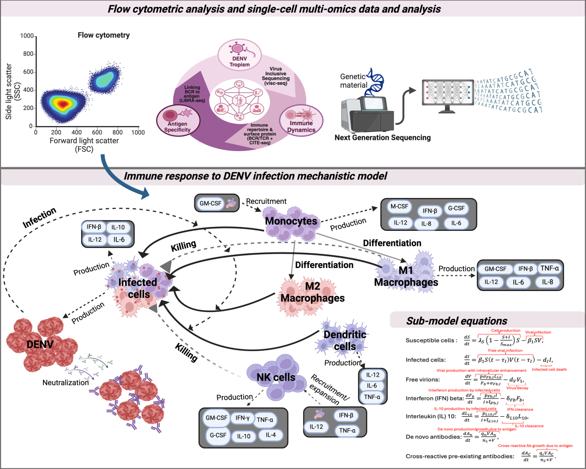 Schematic of the pipeline for in-depth characterization of broad protective immunity after primary, secondary and tertiary dengue virus (DENV) exposure. Cellular measures of immunological activity and multimodal single cell immune profiling data including bioinformatics analysis (upper panel). Mechanistic model framework of immune response to DENV infection and accompanying differential equations for the immune interactions (lower panel). Figure created with BioRender.com.