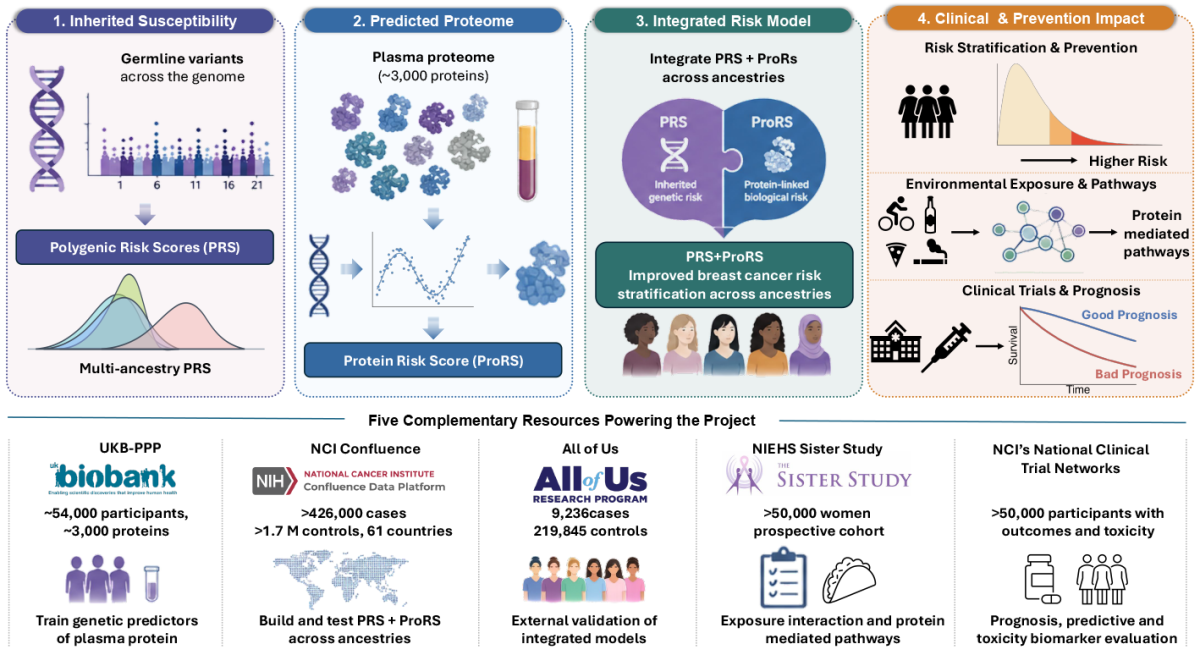 Integrating inherited genetic risk and genetically predicted proteins to improve breast cancer risk prediction, prevention, and clinical prognosis across diverse populations.